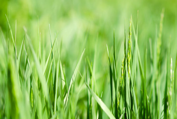 wiosenna zielona trawa na łące z małą głębią ostrości - obrazy, fototapety, plakaty