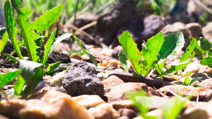 Green grass grows between light little pebbles. Footpath in the garden. Weed overgrowth. Landscaping. Spring sunny hot day.