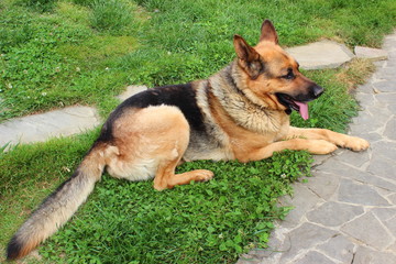 A dog of the breed East European Shepherd lies on the green grass in the yard while walking and sticks out his tongue.