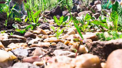 Green grass grows between light little pebbles. Footpath in the garden. Weed overgrowth. Landscaping. Spring sunny hot day.
