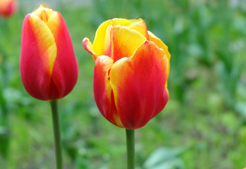 Two red-yellow tulips on a flowerbed in spring, closeup, selective focus, blurred background, horizontal composition.