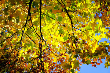 Autumn leaves on the sunny day. Yellow fall leaves in picturesque fall park. Outdoor. Sunny fallen day, warm weather.