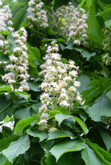 Flowering branch of horse chestnut (lat. Aésculus) in spring, selective focus, vertical composition.