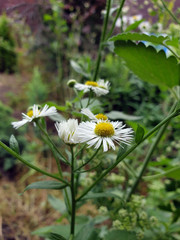 Daisies in the summer garden