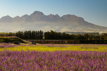 Obraz premium field of wildflowers