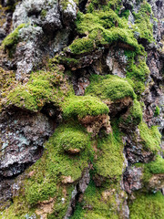 fur of the pine trees in the mysterious forest