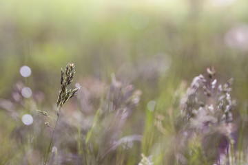 Nature Art - Selective Focus of Grasses