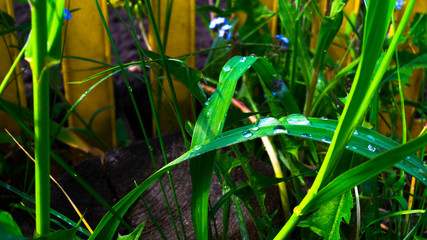 Obraz premium Spring time. Fresh green grass with dew drops close up. Water driops on the fresh grass after rain. Light morning dew on the grass.