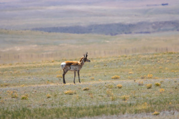 Pronghorn Antelope on the High Prairie