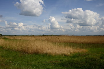 Fototapeta na wymiar Wide green meadow with bright blue sky, beautiful cumulus clouds, summer background