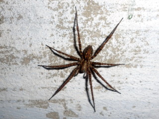 Spider at night