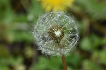 Fototapeta premium dandelion seed head
