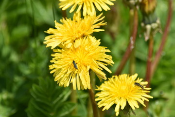 dandelion with an insect on a green background