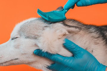 Brushing fur comb in dog breed Siberian Husky isolated on orange background. Caring for a gray...