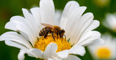 Biene auf Margerite im Sommer