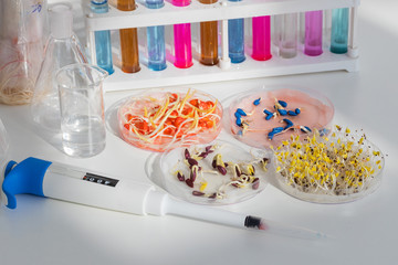Herbicide-treated corn, suflowers, chick-pea seeds in a Petri dish and sprouted seeds on a table with a dispenser and test tubes