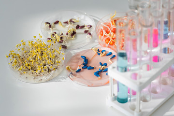 Herbicide-treated corn, suflowers, chick-pea seeds in a Petri dish and sprouted seeds on a table with test tubes