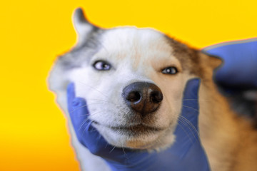Wearing an antiparasitic collar on a husky dog by a veterinarian in sterile gloves. Pet care. Prevention of encephalitis in veterinary hospitals.