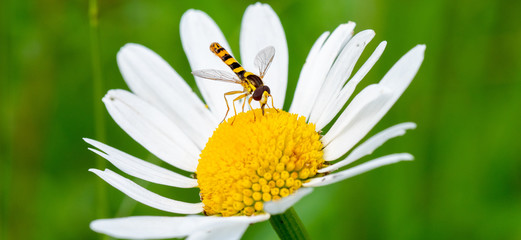 Obraz premium Schwebfliege auf Margerite im Sommer
