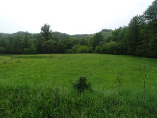 green field and blue sky