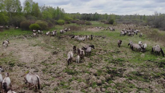 Wild tarpans on the field. Adults and young horses graze on the field.