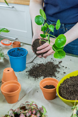 Urban Jungle, Zimmerpflanzen umtopfen oder eintopfen - Interieurtrend mit Topfpflanzen
