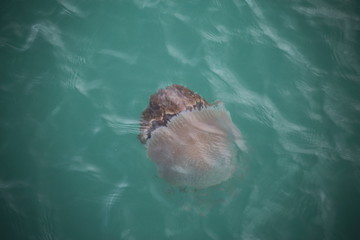 Jellyfish in Khao Laem Ya National Park, Thailand