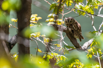 Eastern Screech Owl perching on a branch in a tree in a forest.