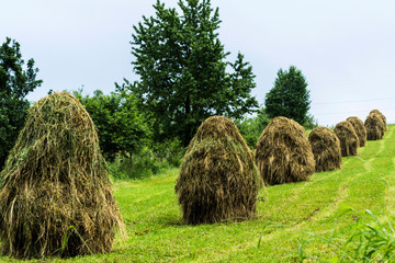 Rural landscape with haystacks in Gura Humorului, Romania.