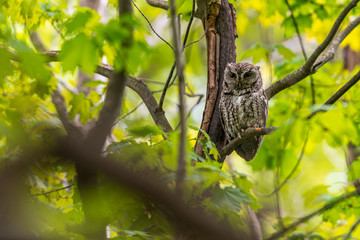 Eastern Screech Owl perching on a dead branch in a tree in a forest.
