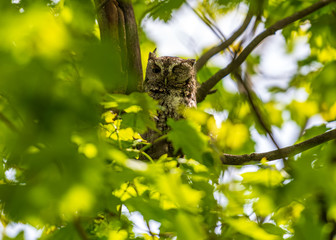 Eastern Screech Owl perching in a tree in a forest winking one eye.
