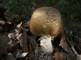 Riesen-Champignon, Agaricus augustus am Waldboden