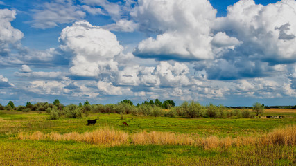 Wide green meadow with bright blue sky, beautiful cumulus clouds, summer background