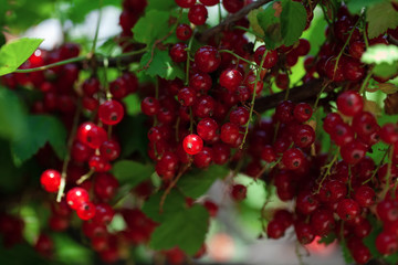 ripe berries of a currant on a green bush. seasonal vitamins