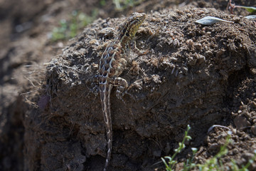 Little lizard in desert
