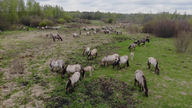 Wild tarpans on the field. Adults and young horses graze on the field.