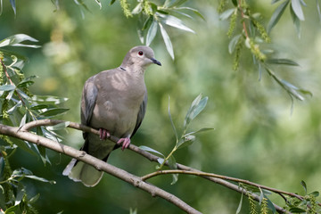 Ring necked dove (Streptopelia decaocto) in the tree with green leaves in spring