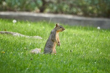 Squirrel on grass and on branch different views, side and frontal.