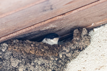 bird black and white swallow in its nest 