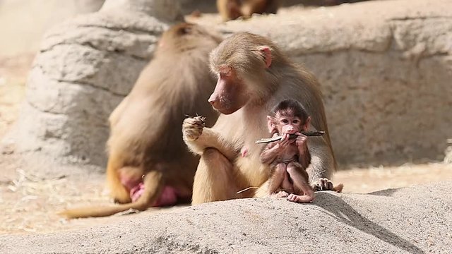 Ein kleiner und ein gro&szlig;er Affe sowie ein dritter Affe im Hintergrund essen im Tierpark.