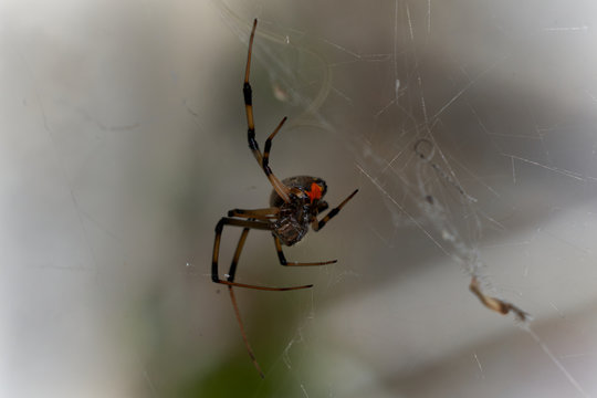 Black Widow Hourglass on belly on Spider Web.