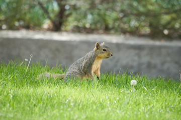 Squirrel on grass and on branch different views, side and frontal.