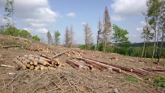 Waldsterben