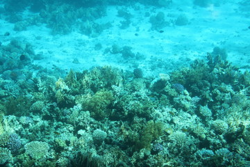 coral, water, ocean