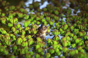 Frosch im Teich