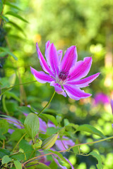 Fototapeta premium Clematis Dr Ruppel, Klematis-Waldrebe