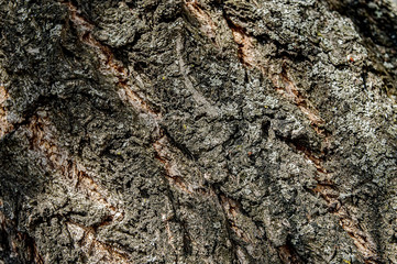 organic bark tree texture nature wooden background