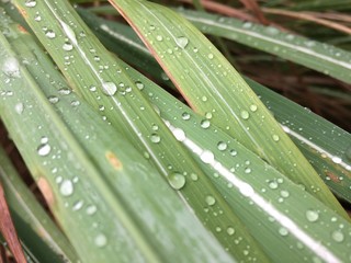 rain drops on a leaf