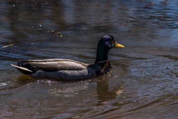 Male mallard duck closeup