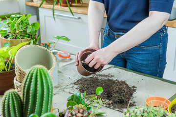 Urban Jungle, Zimmerpflanzen umtopfen oder eintopfen - Interieurtrend mit Topfpflanzen
